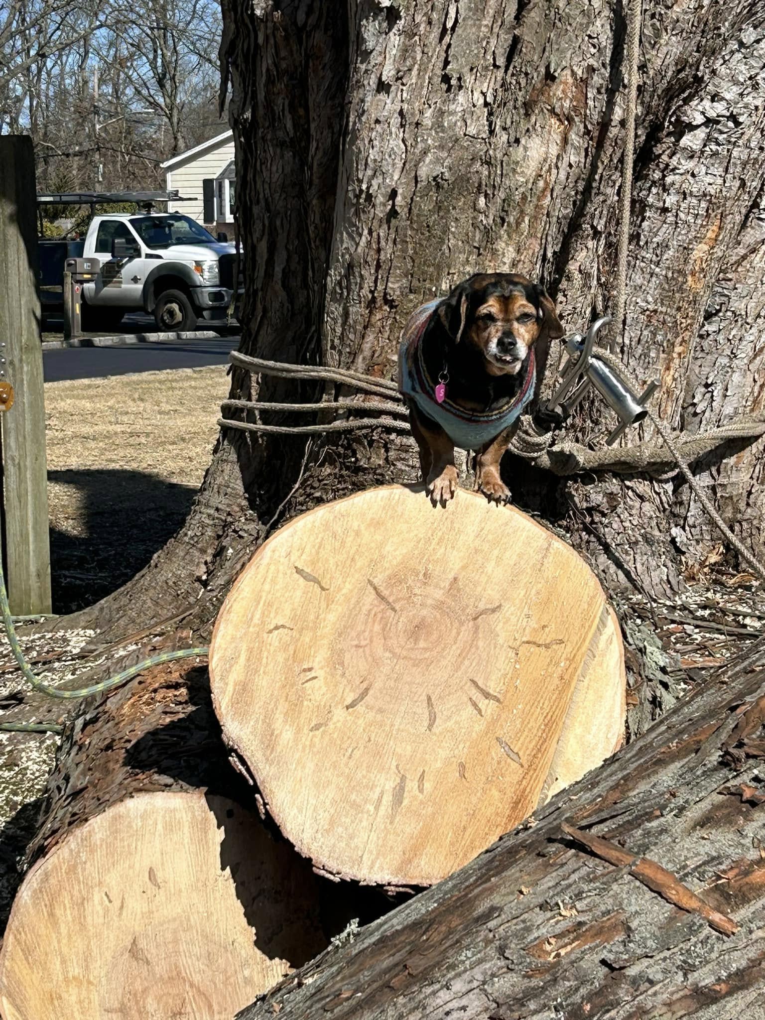 Stainless steel Port-A-Wrap friction rigging device strapped to oak trunk inspected by Capri