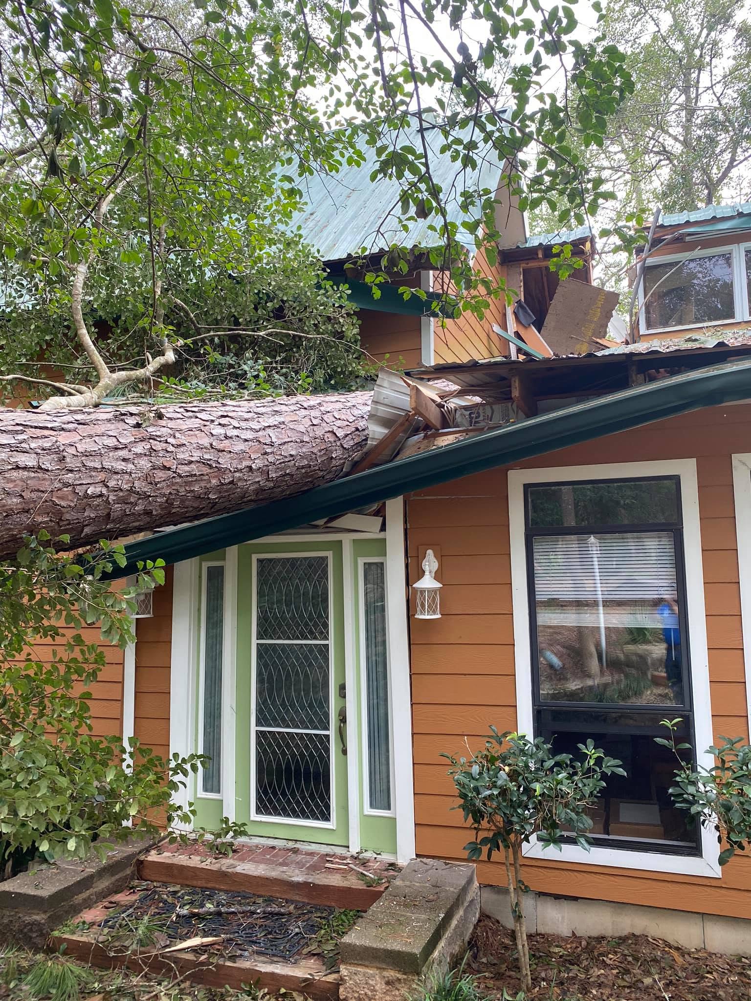 Real Storm Pine Extracted From Roof